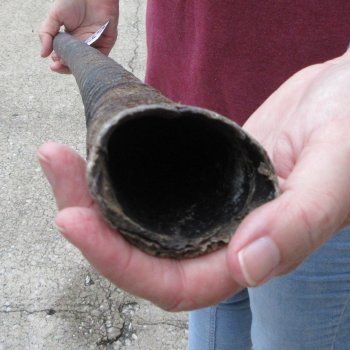 37" Gemsbok Horn (NO POST OFFICE (USPS) SHIPPING!!) 