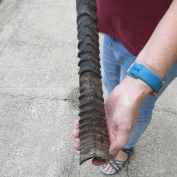 37" Gemsbok Horn (NO POST OFFICE (USPS) SHIPPING!!) 