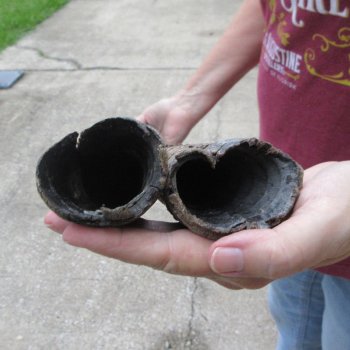 Two piece 32" & 33" B-Grade African Gemsbok Oryx Horns  (NO POST OFFICE (USPS) SHIPPING!!) 