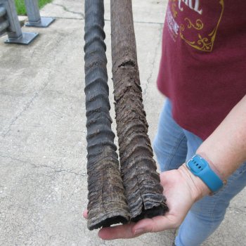 Two piece 32" & 33" B-Grade African Gemsbok Oryx Horns  (NO POST OFFICE (USPS) SHIPPING!!) 