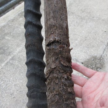 Two piece 32" & 33" B-Grade African Gemsbok Oryx Horns  (NO POST OFFICE (USPS) SHIPPING!!) 