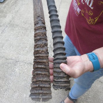 Two piece 32" & 33" B-Grade African Gemsbok Oryx Horns  (NO POST OFFICE (USPS) SHIPPING!!) 