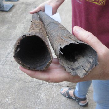 Two piece 33" & 35" B-Grade African Gemsbok Oryx Horns  (NO POST OFFICE (USPS) SHIPPING!!)  