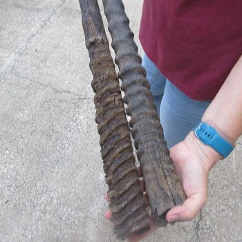 Two piece 33" & 35" B-Grade African Gemsbok Oryx Horns  (NO POST OFFICE (USPS) SHIPPING!!)  
