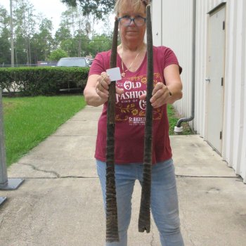 Two piece 33" & 34" B-Grade African Gemsbok Oryx Horns (NO POST OFFICE (USPS) SHIPPING!!)  