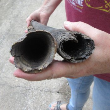 Two piece 33" & 34" B-Grade African Gemsbok Oryx Horns (NO POST OFFICE (USPS) SHIPPING!!)  