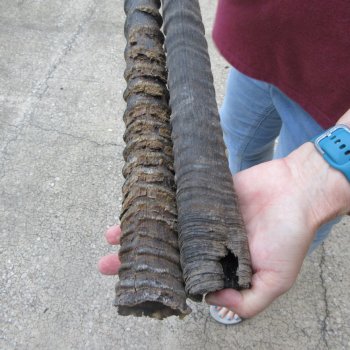 Two piece 33" & 34" B-Grade African Gemsbok Oryx Horns (NO POST OFFICE (USPS) SHIPPING!!)  