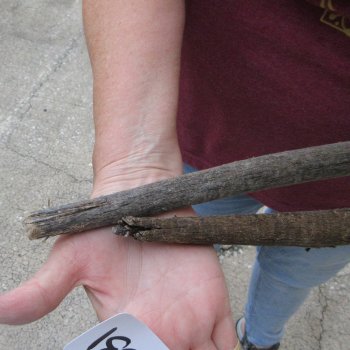 Two piece 33" & 34" B-Grade African Gemsbok Oryx Horns (NO POST OFFICE (USPS) SHIPPING!!)  