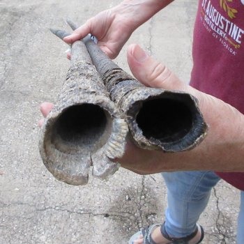 Two piece 30" & 33" B-Grade African Gemsbok Oryx Horns  (NO POST OFFICE (USPS) SHIPPING!!) 
