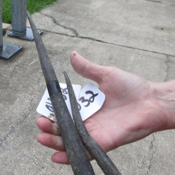 Two piece 30" & 33" B-Grade African Gemsbok Oryx Horns  (NO POST OFFICE (USPS) SHIPPING!!) 