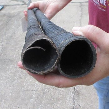 Two piece 34" Gemsbok, Oryx Horns (NO POST OFFICE (USPS) SHIPPING!!) 
