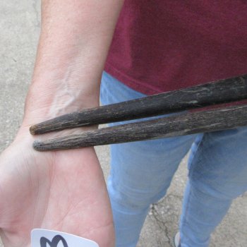 Two piece 34" Gemsbok, Oryx Horns (NO POST OFFICE (USPS) SHIPPING!!) 