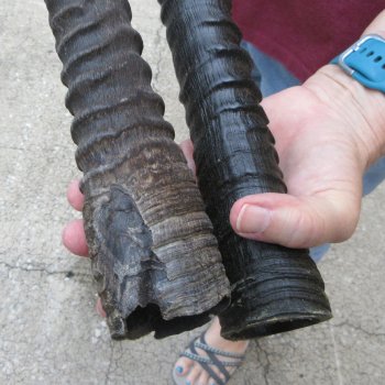 Two piece 36" Gemsbok, Oryx Horns(NO POST OFFICE (USPS) SHIPPING!!)  