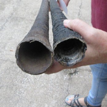 Two piece 31" B-Grade African Gemsbok Oryx Horns  (NO POST OFFICE (USPS) SHIPPING!!) 