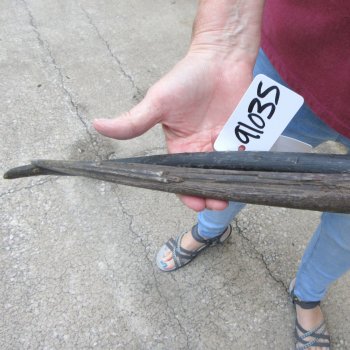 Two piece 31" B-Grade African Gemsbok Oryx Horns  (NO POST OFFICE (USPS) SHIPPING!!) 