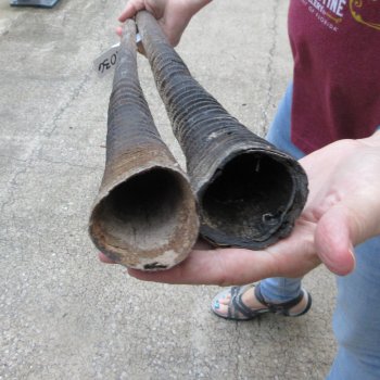 Two piece 31" & 32" B-Grade African Gemsbok Oryx Horns (NO POST OFFICE (USPS) SHIPPING!!) 