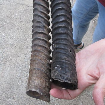 Two piece 31" & 32" B-Grade African Gemsbok Oryx Horns (NO POST OFFICE (USPS) SHIPPING!!) 
