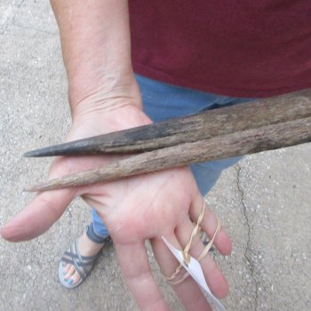 Two piece 31" & 32" B-Grade African Gemsbok Oryx Horns (NO POST OFFICE (USPS) SHIPPING!!) 
