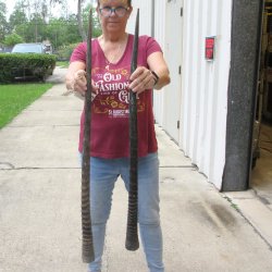 Two piece 36" & 37" Gemsbok, Oryx Horns <font color=red>(NO POST OFFICE (USPS) SHIPPING!!) </font>