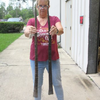 Two piece 36" & 37" Gemsbok, Oryx Horns (NO POST OFFICE (USPS) SHIPPING!!) 