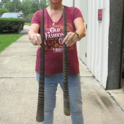 Two piece 28" & 31" B-Grade African Gemsbok Oryx Horns  <font color=red>(NO POST OFFICE (USPS) SHIPPING!!) </font>