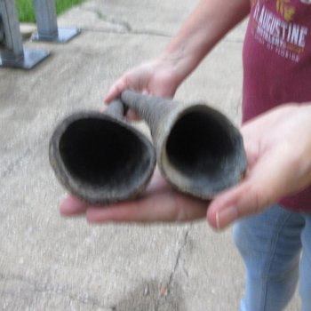 Two piece 28" & 31" B-Grade African Gemsbok Oryx Horns  (NO POST OFFICE SHIPPKNG (USPS) !)
