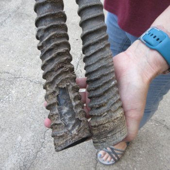 Two piece 28" & 31" B-Grade African Gemsbok Oryx Horns  (NO POST OFFICE SHIPPKNG (USPS) !)