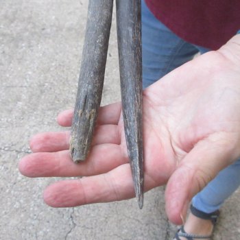 Two piece 28" & 31" B-Grade African Gemsbok Oryx Horns  (NO POST OFFICE SHIPPKNG (USPS) !)