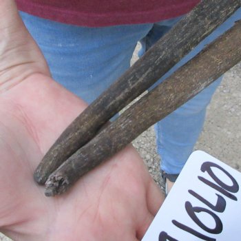 Two piece 30" & 31" B-Grade African Gemsbok Oryx Horns  (NO POST OFFICE (USPS) SHIPPING!!)