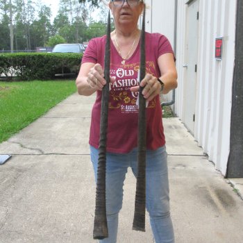 Two piece 34" Gemsbok, Oryx Horns  (NO POST OFFICE (USPS) SHIPPING!!)