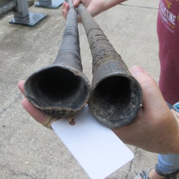 Two piece 34" Gemsbok, Oryx Horns  (NO POST OFFICE (USPS) SHIPPING!!)