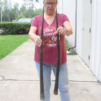 Two piece 34" & 33" Gemsbok, Oryx Horns  (NO POST OFFICE (USPS) SHIPPING!!)