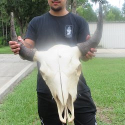 North American Bison Skull with 22" Horn Spread <font color=red> (NO POST OFFICE (USPS) SHIPPING!!!)</font>