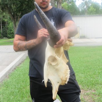 North American Bison Skull with 22" Horn Spread (NO POST OFFICE (USPS) SHIPPING!!)