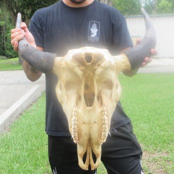 North American Bison Skull with 22" Horn Spread (NO POST OFFICE (USPS) SHIPPING!!)