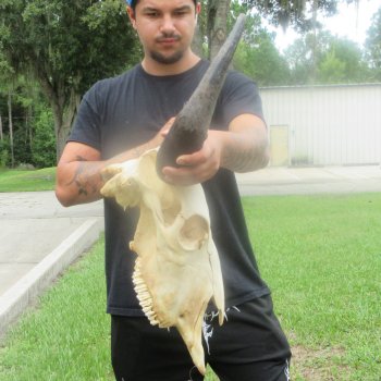 North American Bison Skull with 22" Horn Spread (NO POST OFFICE (USPS) SHIPPING!!)