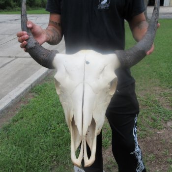 North American Bison Skull with 22" Horn Spread (NO POST OFFICE (USPS) SHIPPING!!)