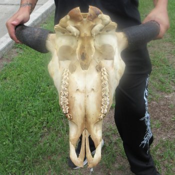 North American Bison Skull with 22" Horn Spread (NO POST OFFICE (USPS) SHIPPING!!)