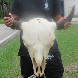 North American Bison Skull with 23" Horn Spread <font color=red> (NO POST OFFICE (USPS) SHIPPING!!!)</font>