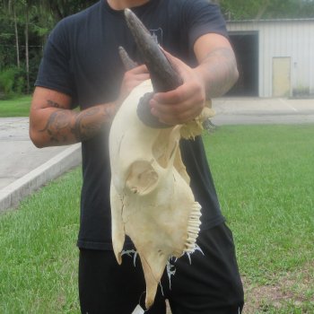 North American Bison Skull with 23" Horn Spread (NO POST OFFICE (USPS) SHIPPING!!)