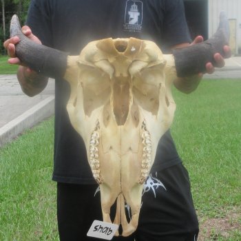 North American Bison Skull with 23" Horn Spread (NO POST OFFICE (USPS) SHIPPING!!)