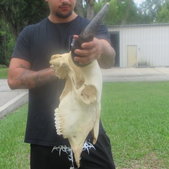 North American Bison Skull with 23" Horn Spread (NO POST OFFICE (USPS) SHIPPING!!)