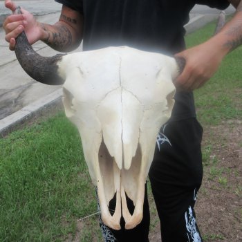 North American Bison Skull with 23" Horn Spread (NO POST OFFICE (USPS) SHIPPING!!)