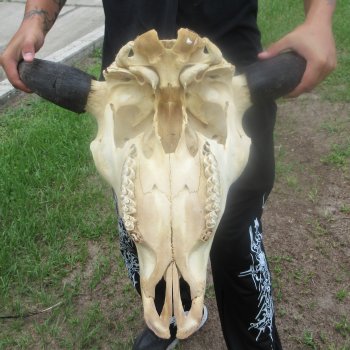 North American Bison Skull with 23" Horn Spread (NO POST OFFICE (USPS) SHIPPING!!)
