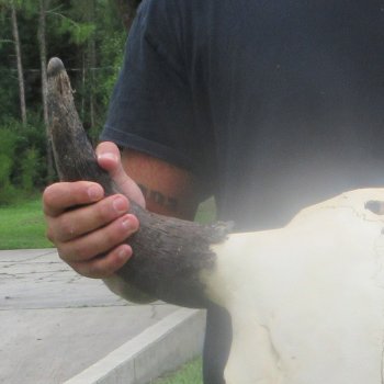 North American Bison Skull with 23" Horn Spread (NO POST OFFICE (USPS) SHIPPING!!)