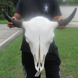 North American Bison Skull with 26" Horn Spread <font color=red> (NO POST OFFICE (USPS) SHIPPING!!!)</font>