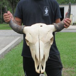 North American Bison Skull with 25" Horn Spread <font color=red> (NO POST OFFICE (USPS) SHIPPING!!!)</font>