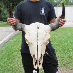 North American Bison Skull with 23" Horn Spread <font color=red> (NO POST OFFICE (USPS) SHIPPING!!!)</font>