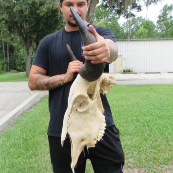 North American Bison Skull with 23" Horn Spread (NO POST OFFICE (USPS) SHIPPING!!)