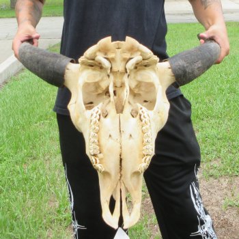 North American Bison Skull with 23" Horn Spread (NO POST OFFICE (USPS) SHIPPING!!)